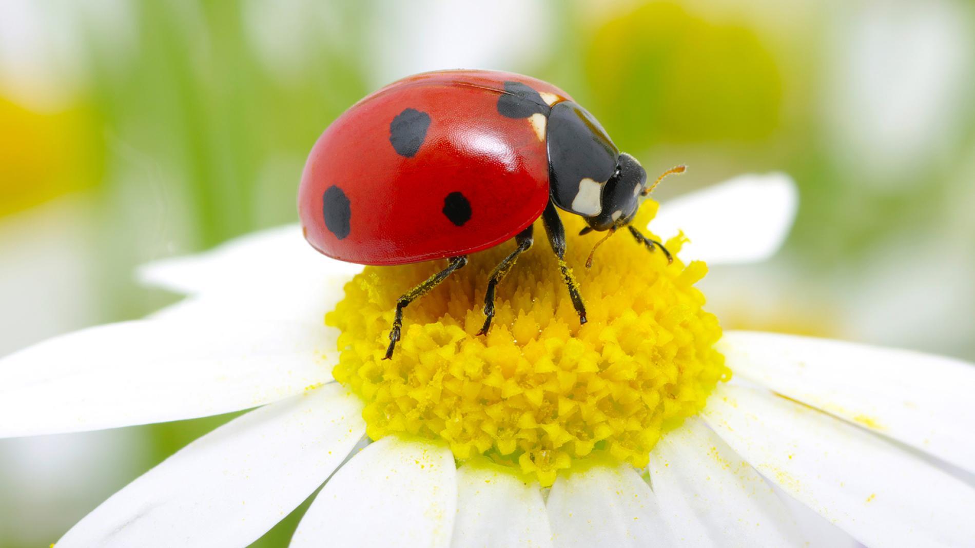 Ladybug