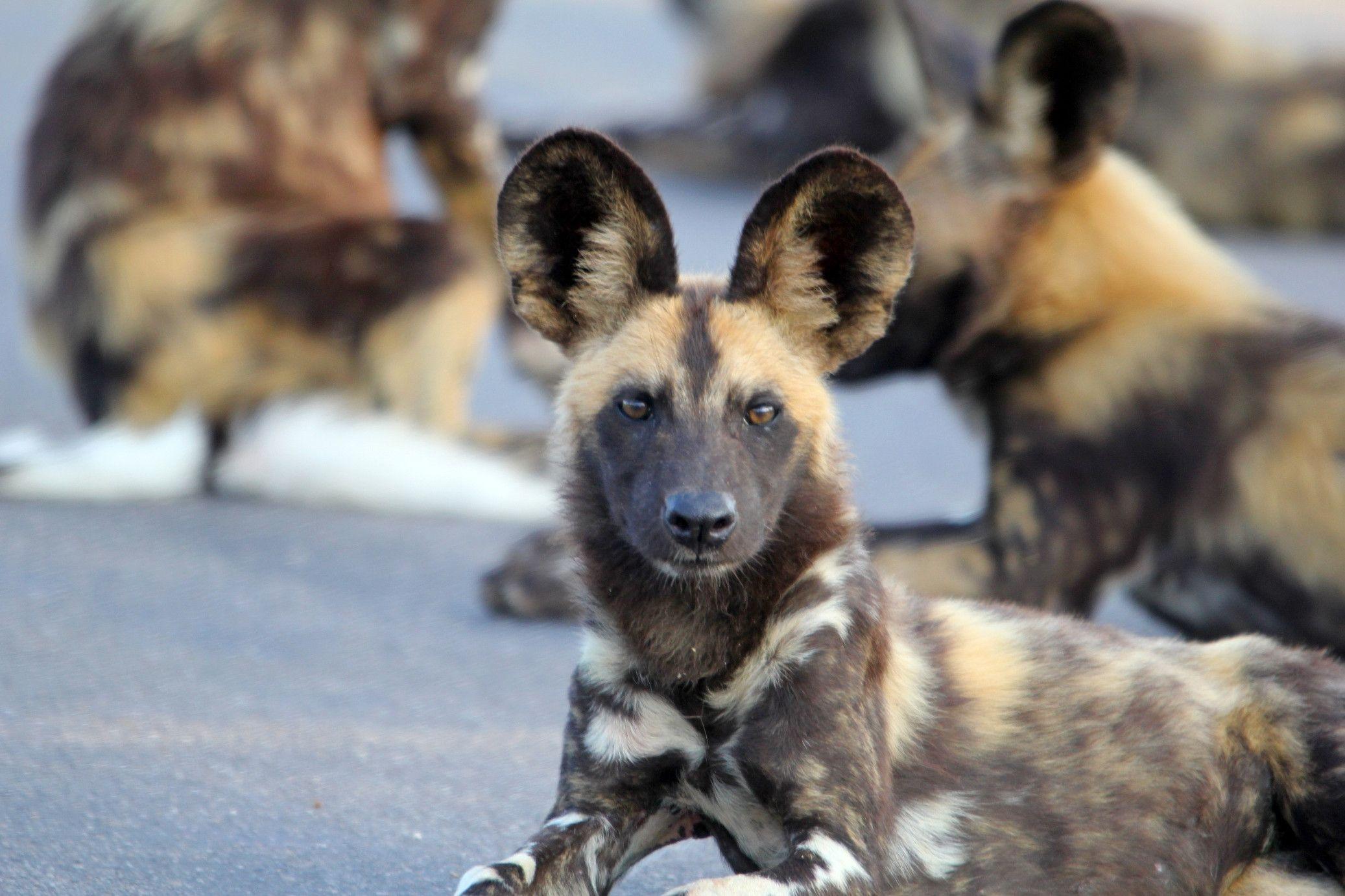 Download African Wild Dog Wallpaper, HD Backgrounds Download