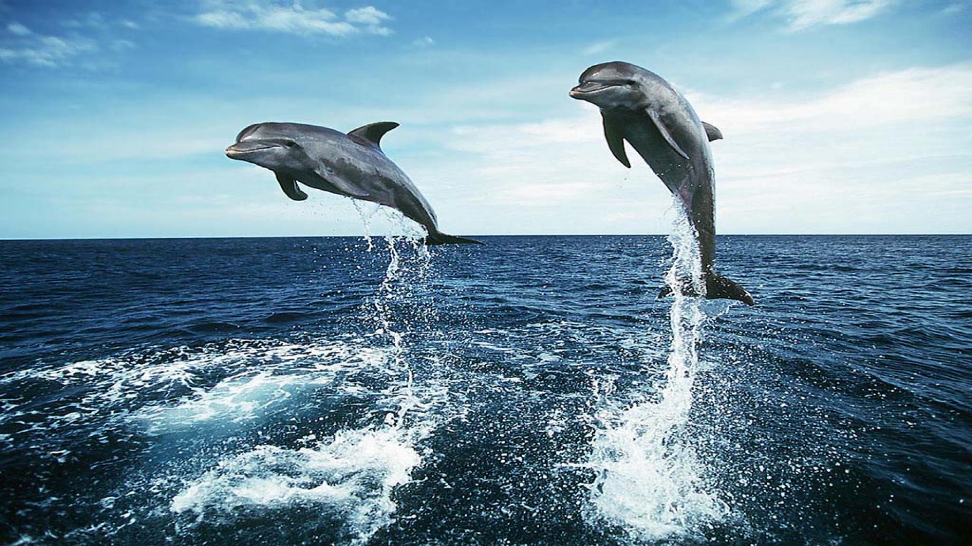 Dolphin Jumping HD Wallpapers