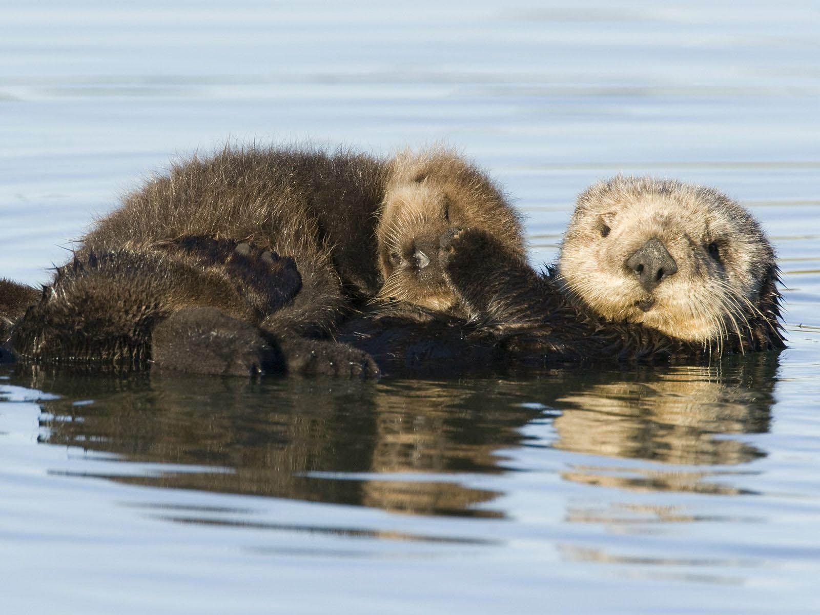 Sea Otter Cute Wallpapers HD Desktop for Free