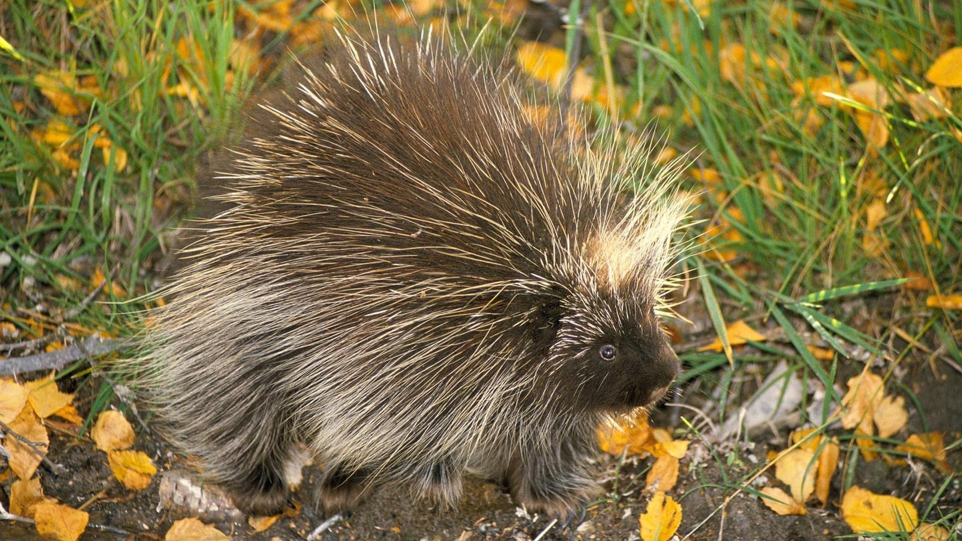 Don north american porcupine animals nature porcupines wallpapers