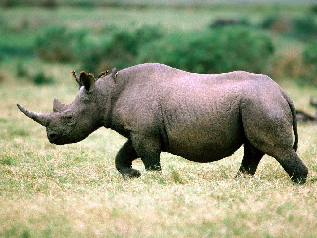 Rhinoceros HD Desktop Wallpapers