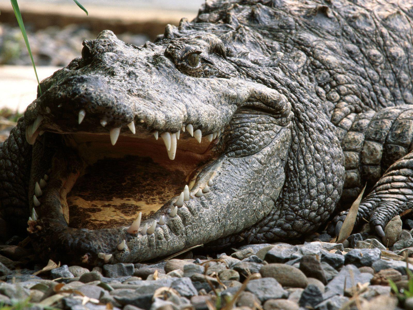 Alligator Wallpapers Full Hd Wallpapers Search Animal Picture