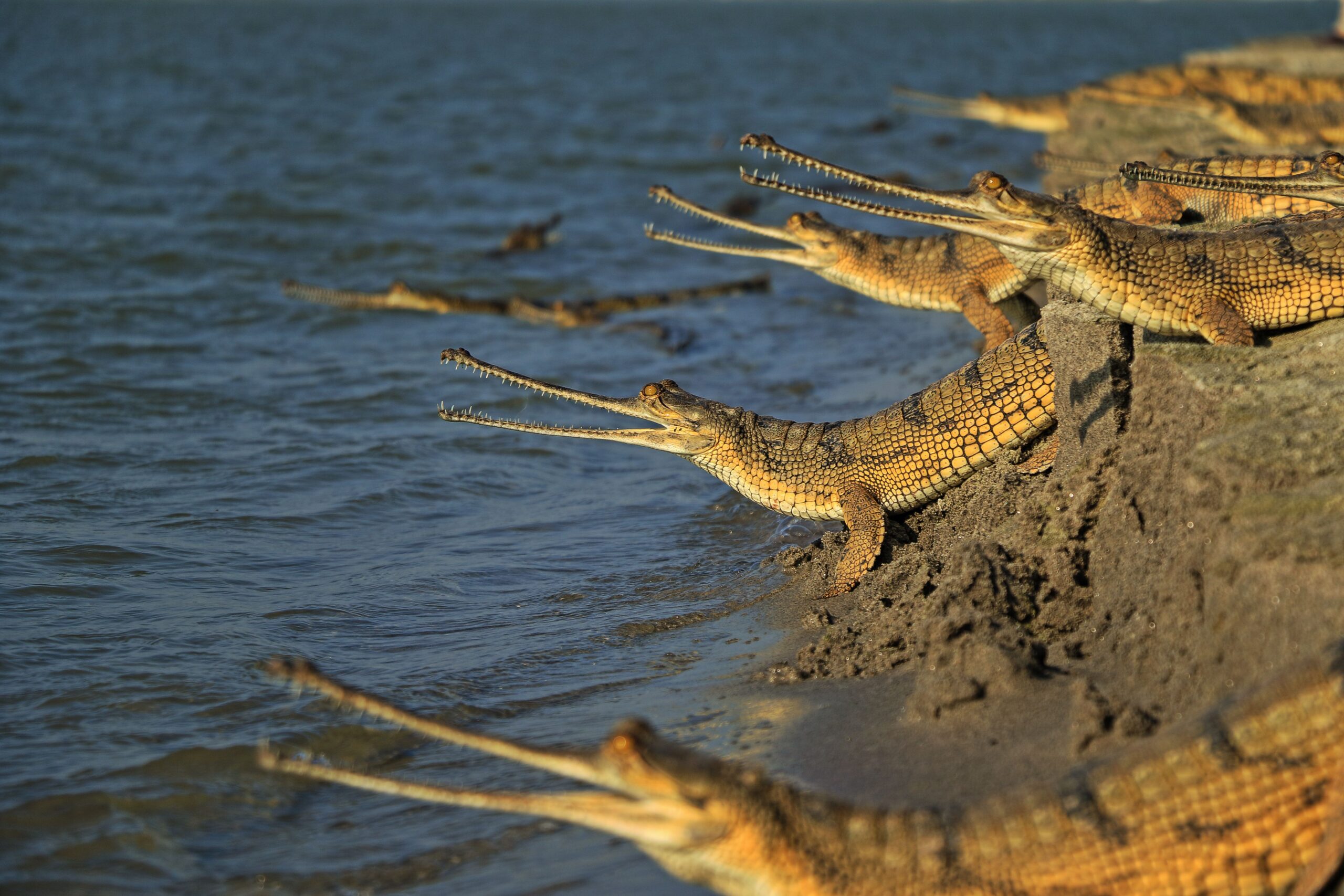 Gharial Free HD Wallpapers Image Backgrounds