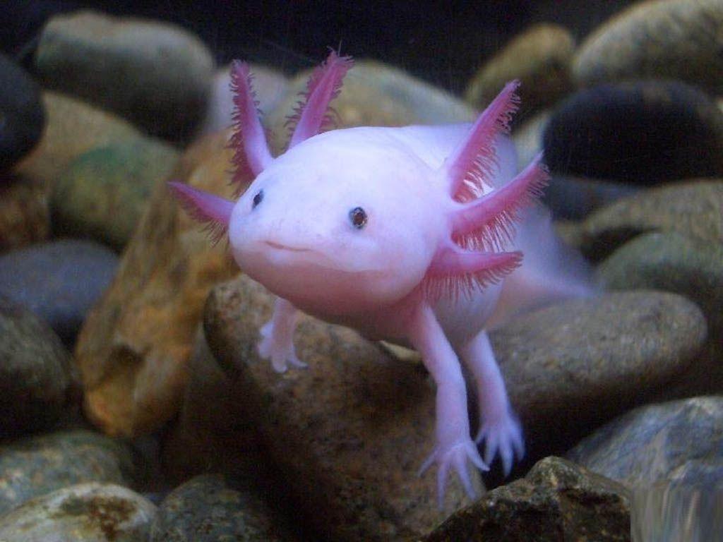 Axolotl