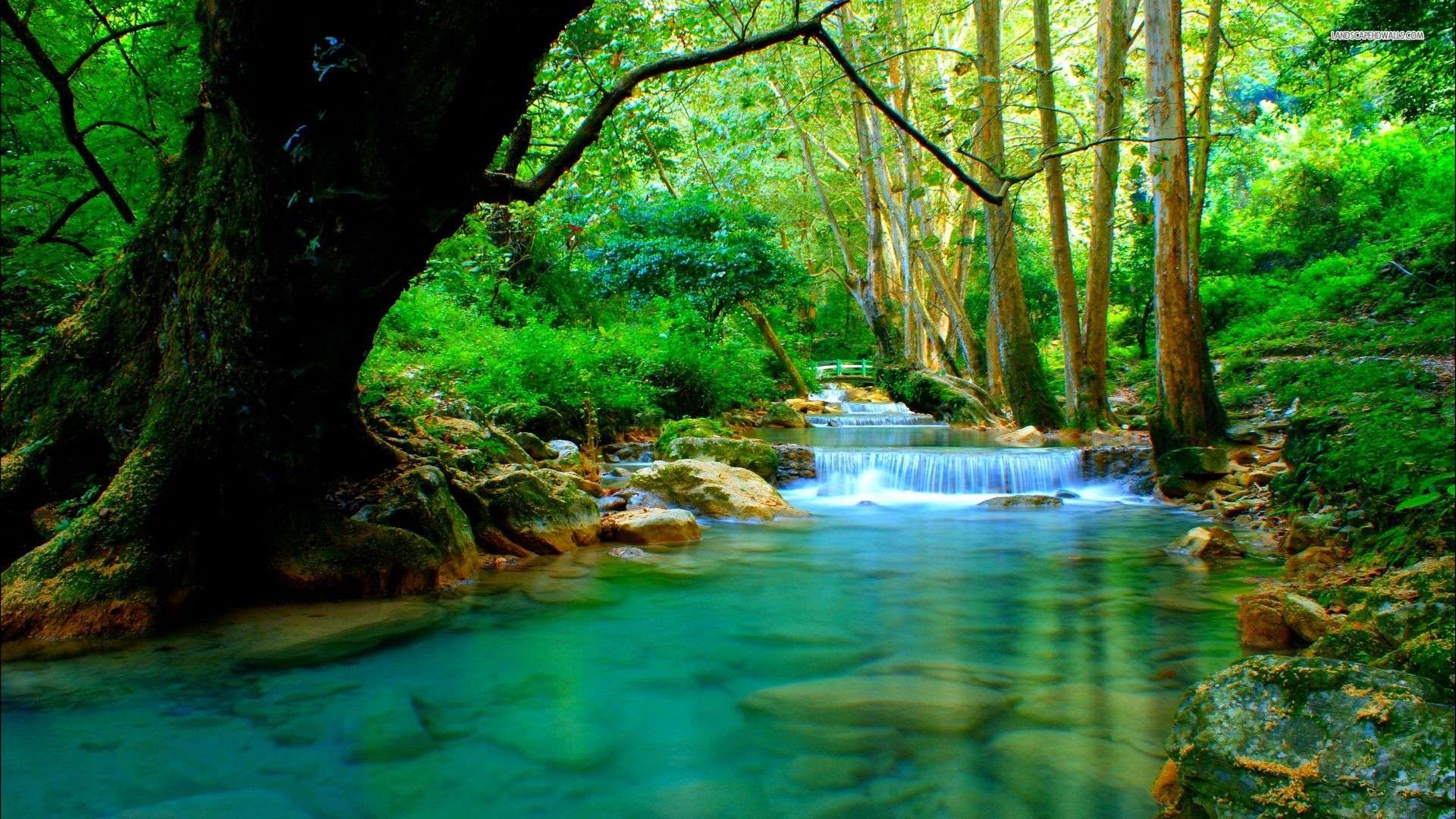 Forest River Wallpapers Desktop