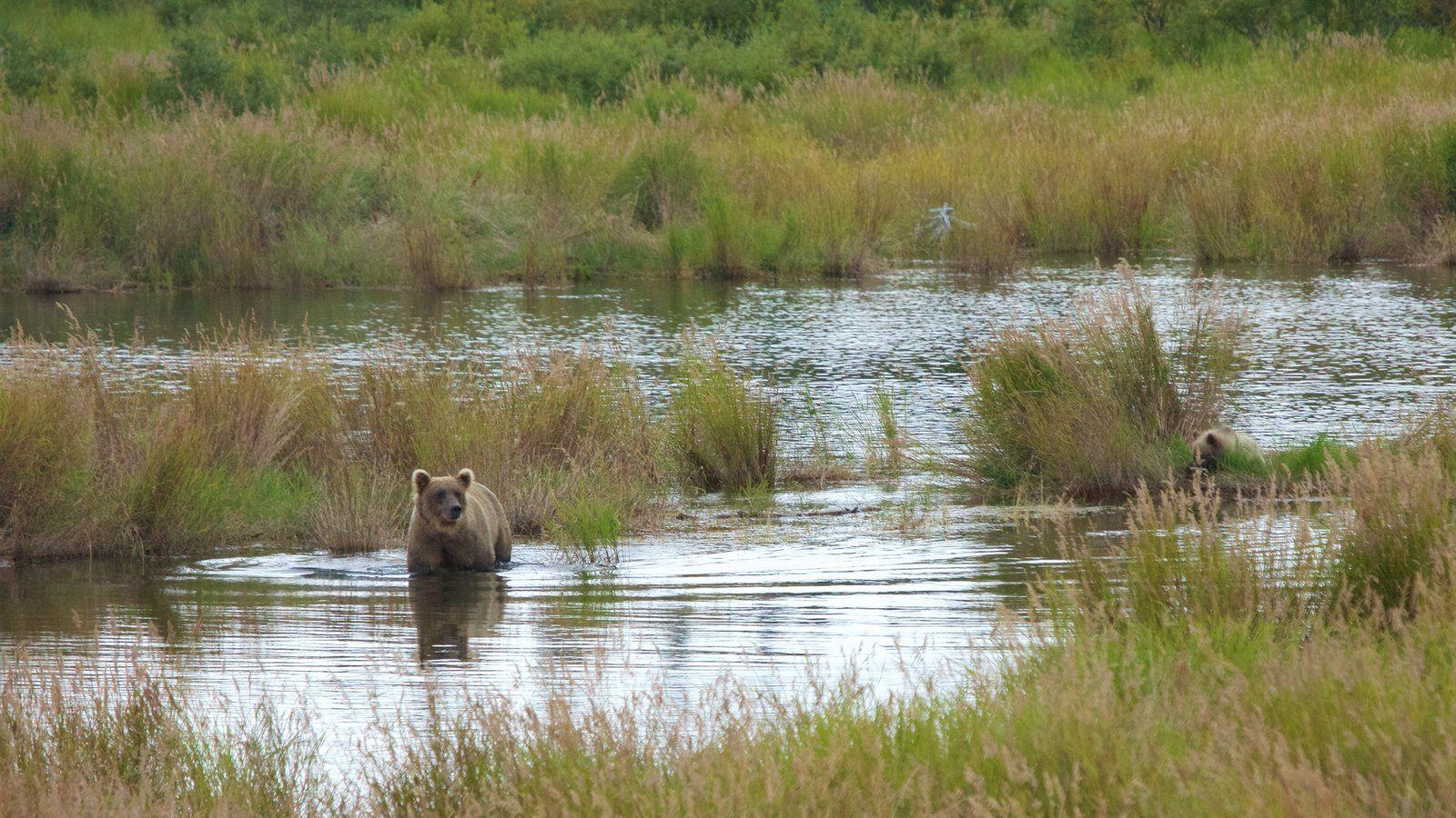 Animal Pictures: View Image of Katmai National Park and Preserve