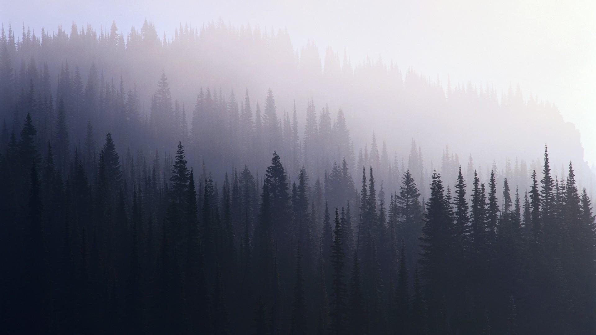 Forest Mist Resolution HD 4k Wallpapers, Image