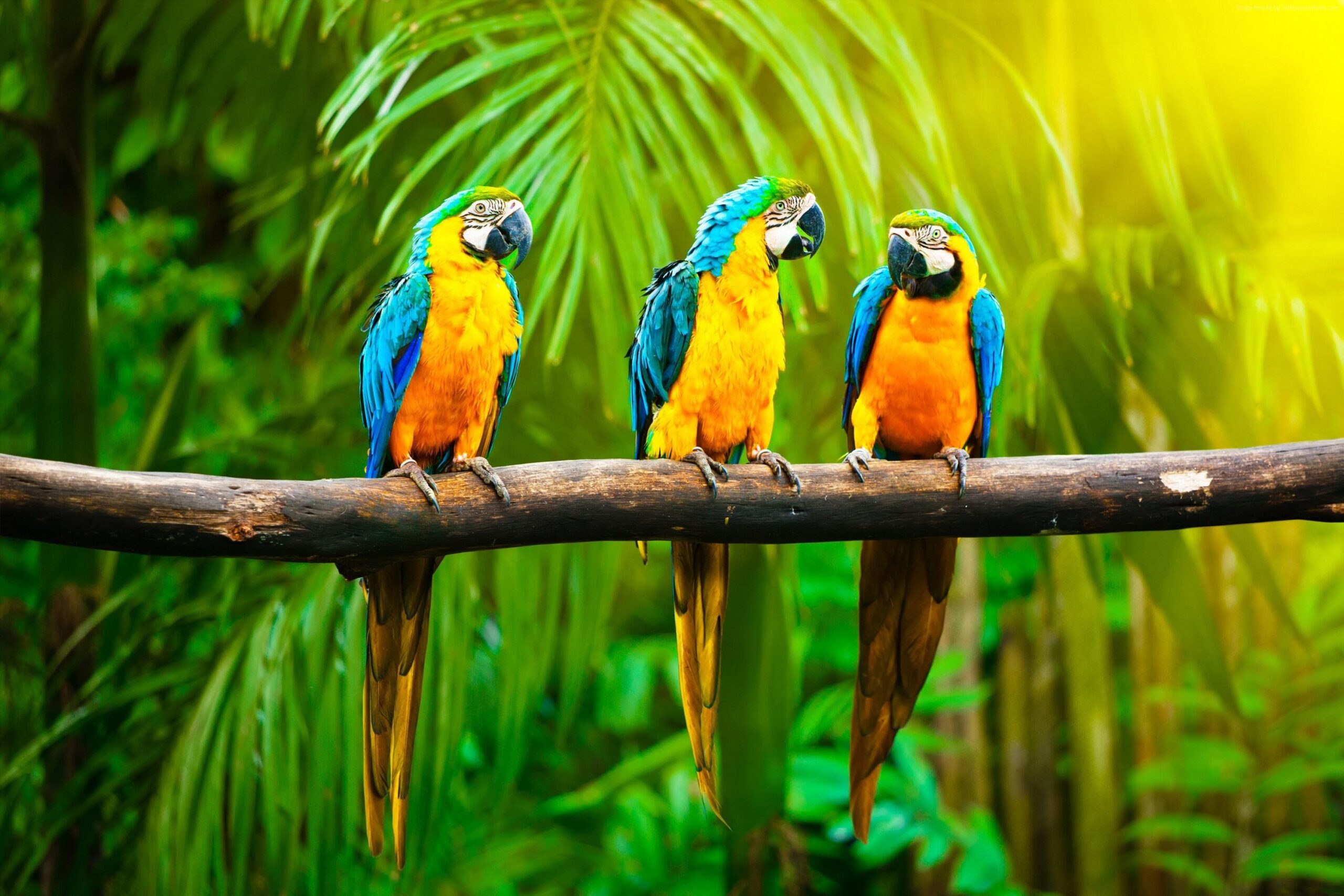 Macaw Parrot Wallpapers