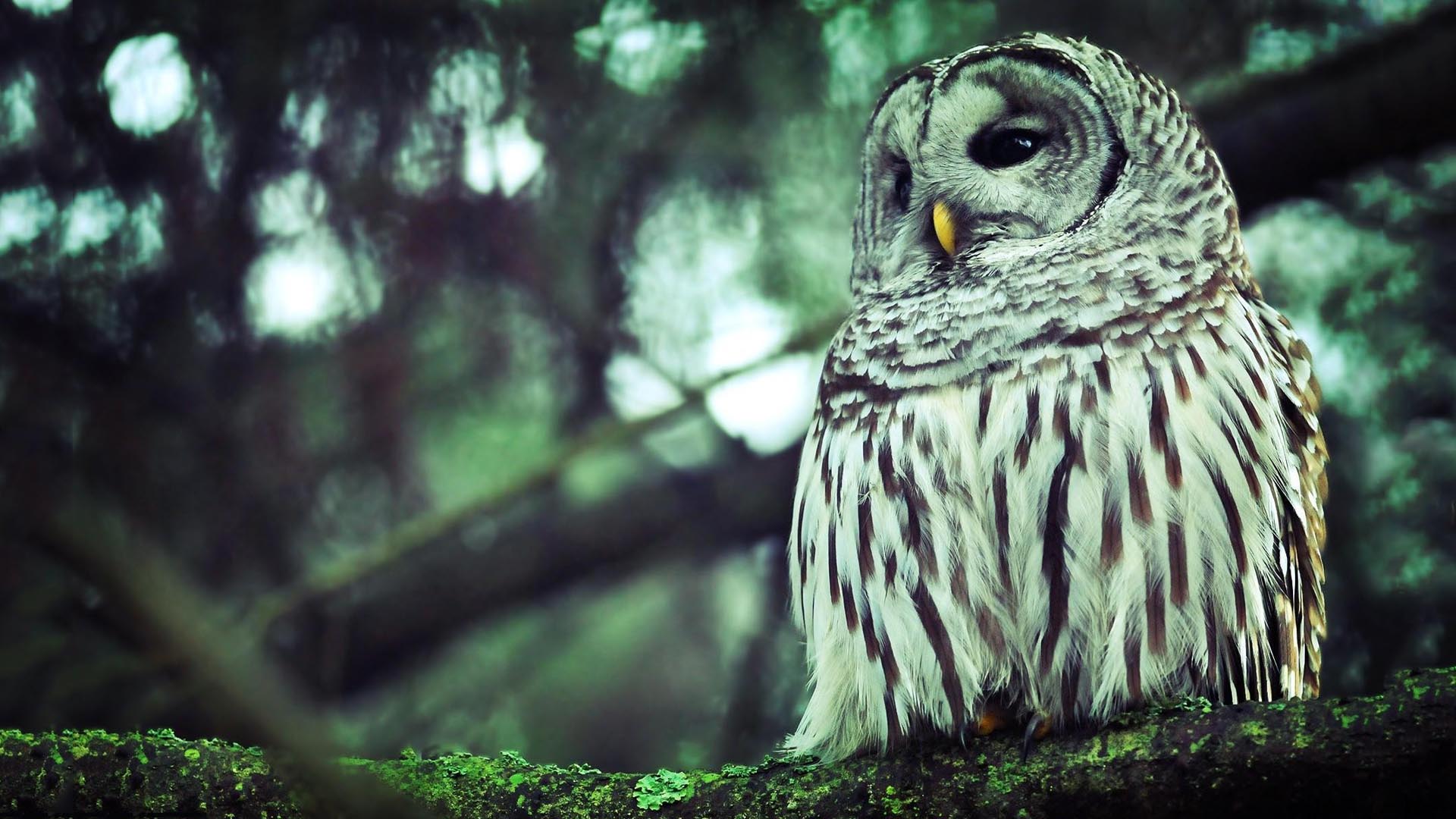 Owl Wallpapers