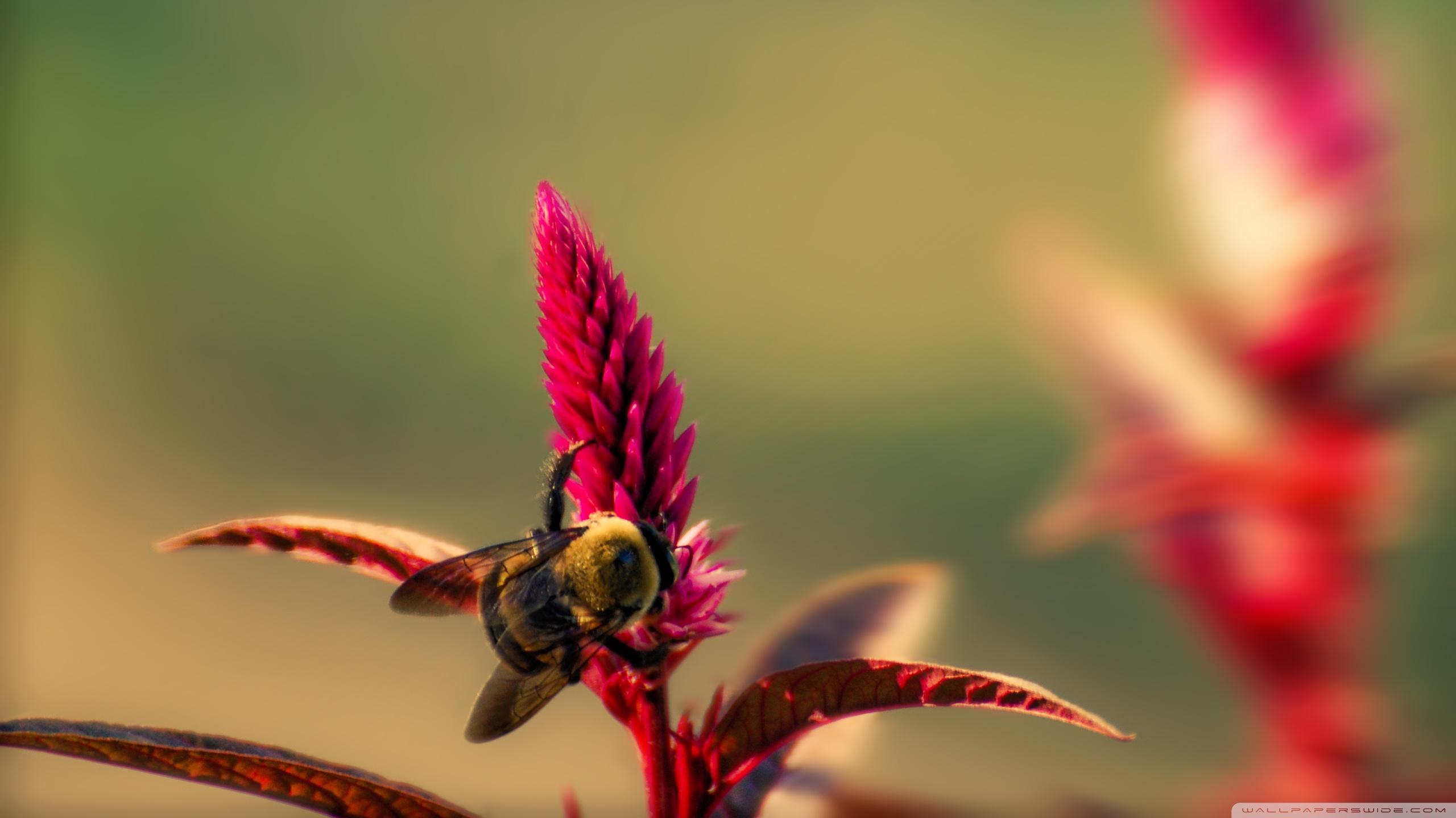 Bumble Bee Insect Ultra HD Desktop Backgrounds Wallpapers for