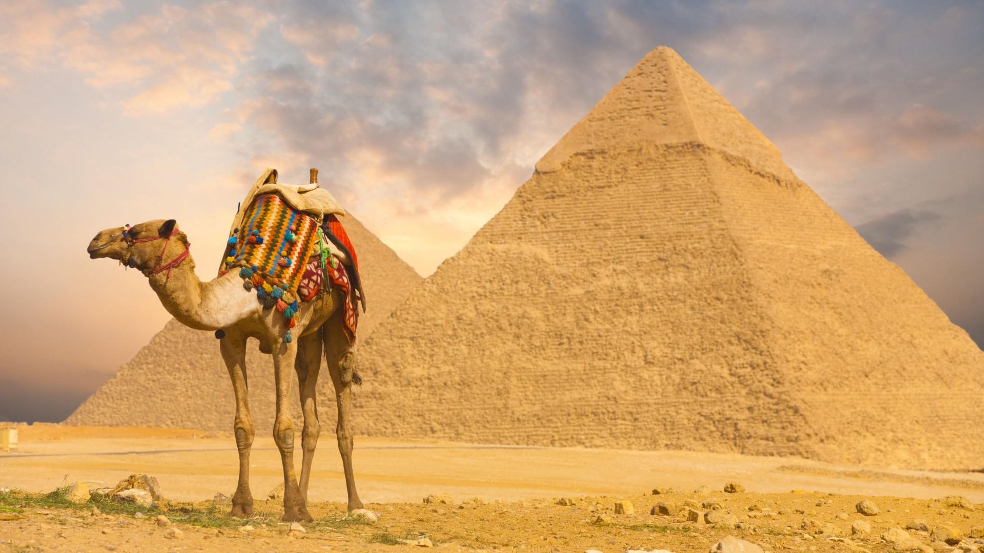 Best 53+ Camel Wallpapers on HipWallpapers