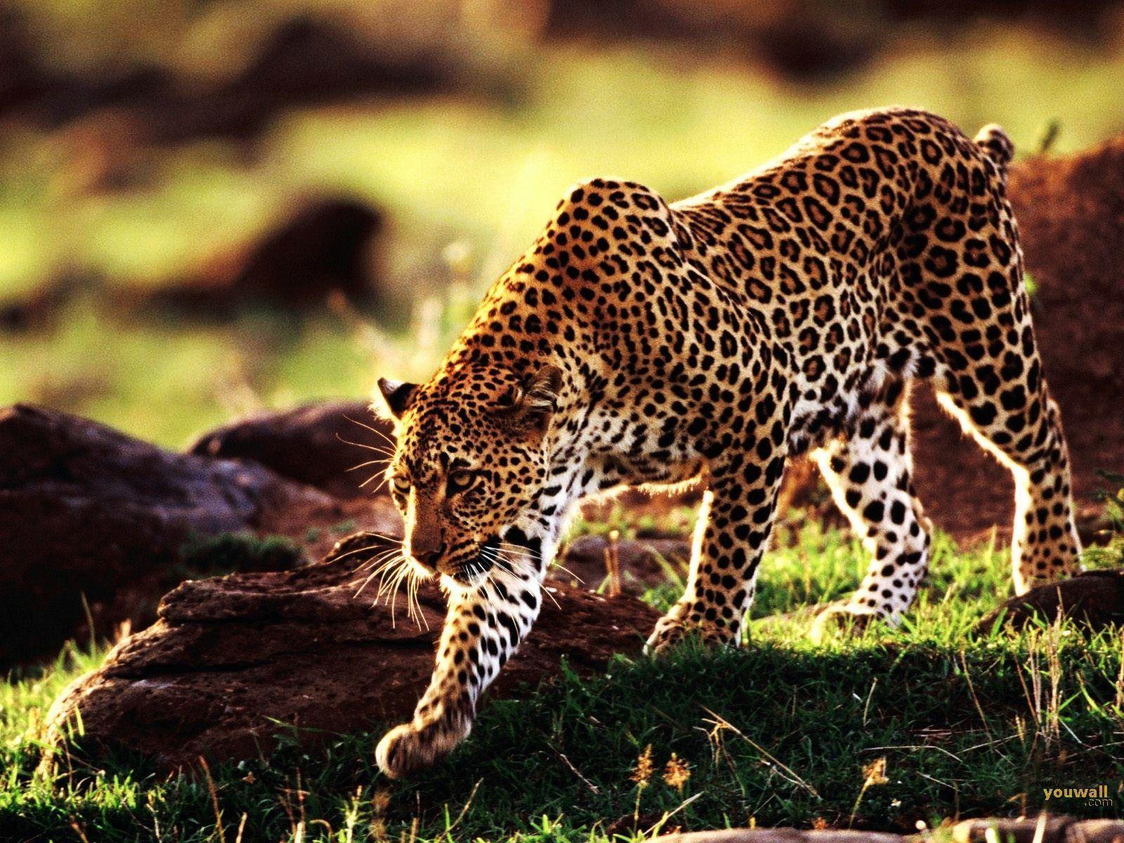 Wallpapers For > Iphone 5 Wallpapers Cheetah