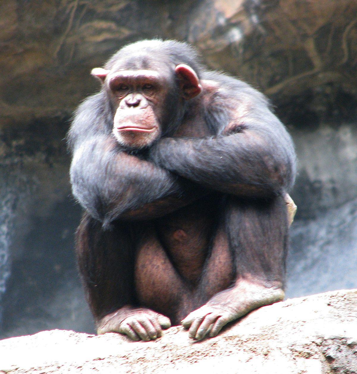 Chimpanzee