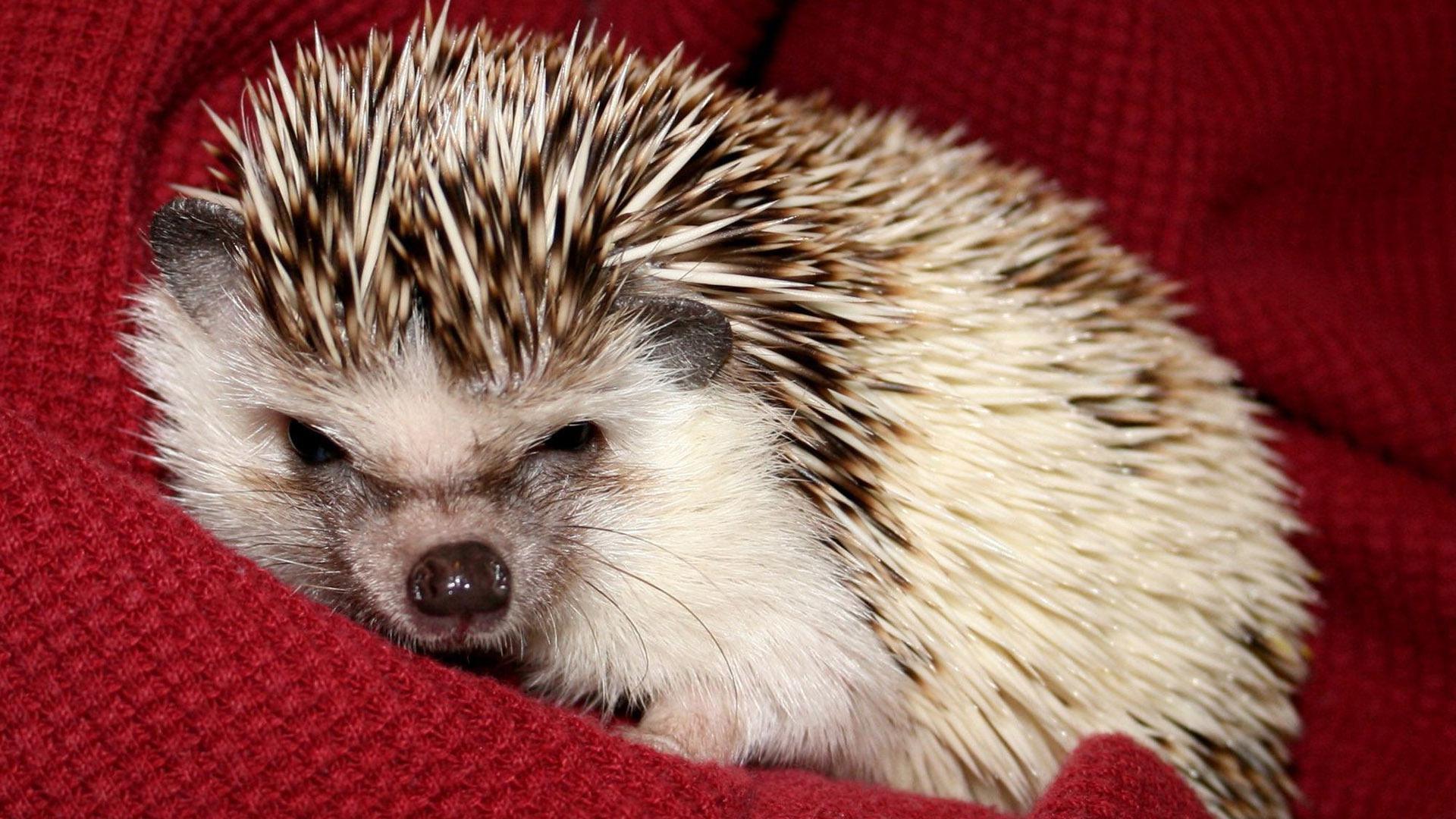 Hedgehog HD Wallpapers