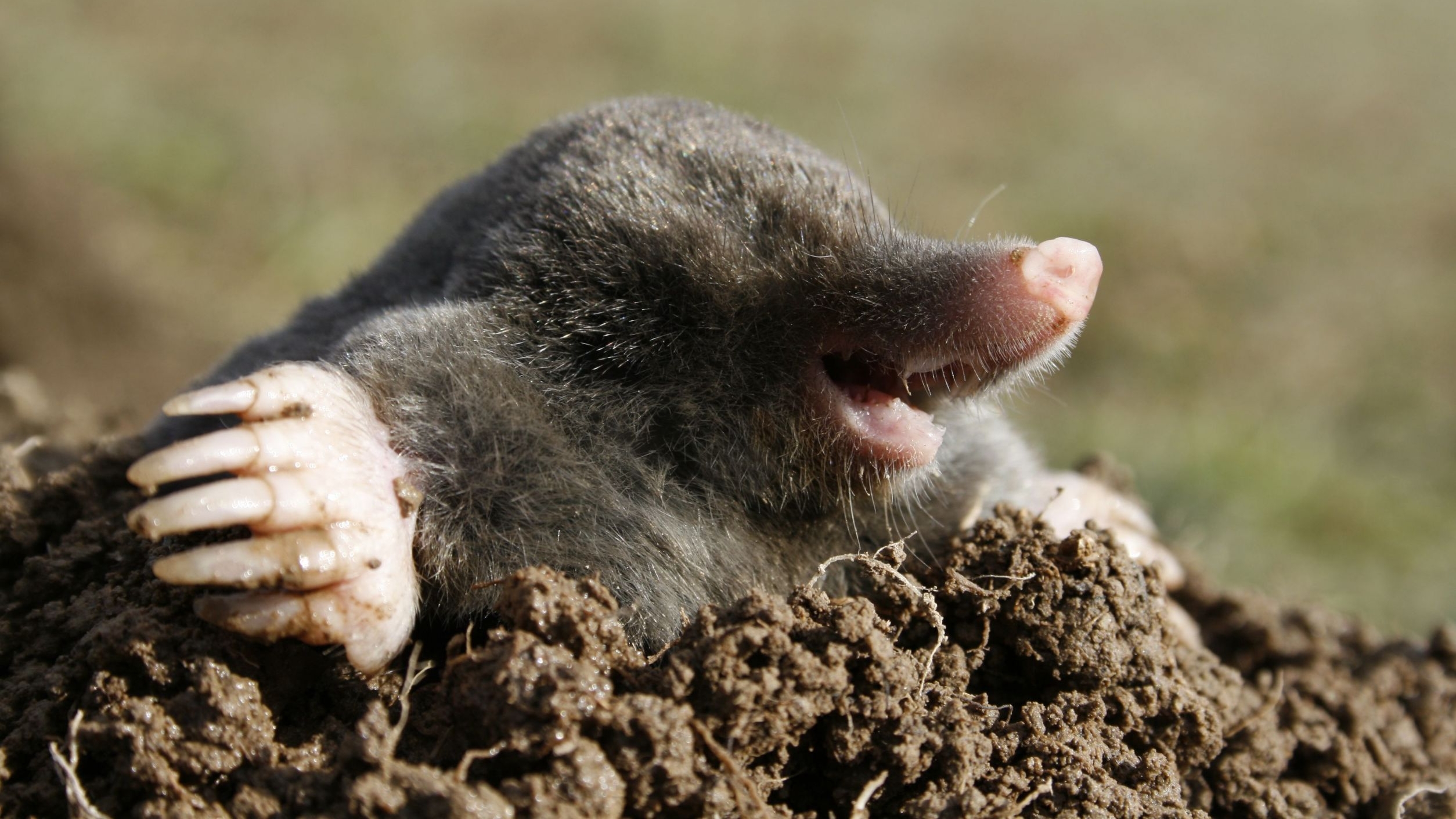 3 Mole HD Wallpapers