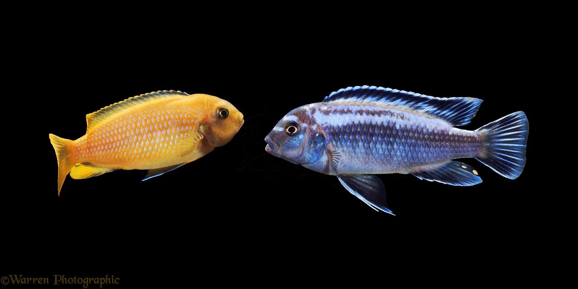 Lake Malawi Cichlids photo