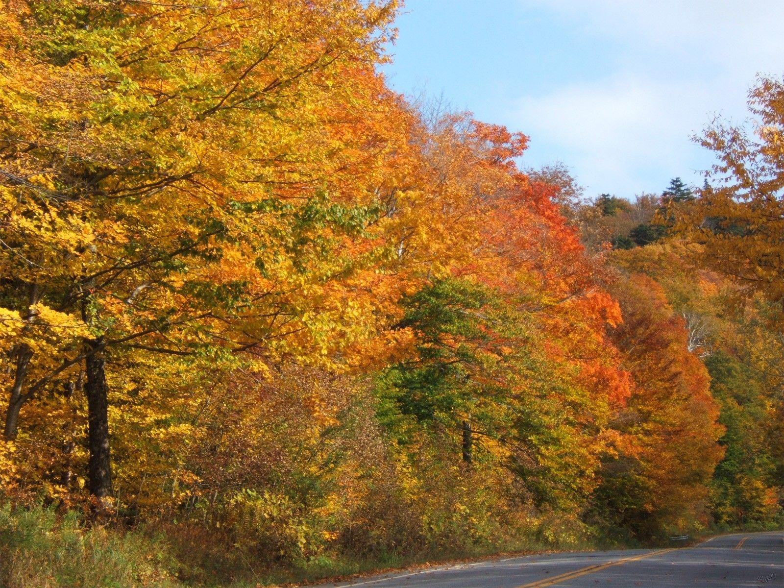 Forests: Trees Vermont Fall Autumn Color Foliage Forest Wallpapers