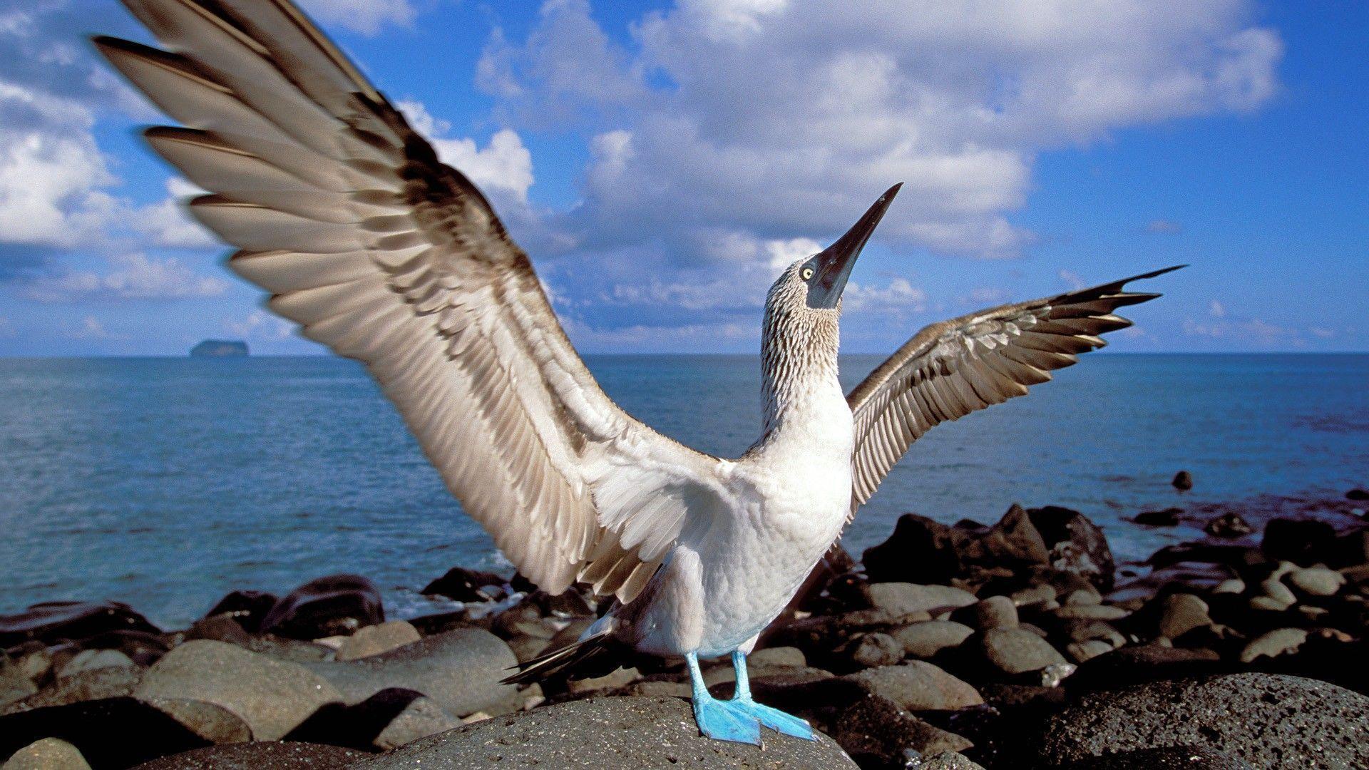 Birds islands blue