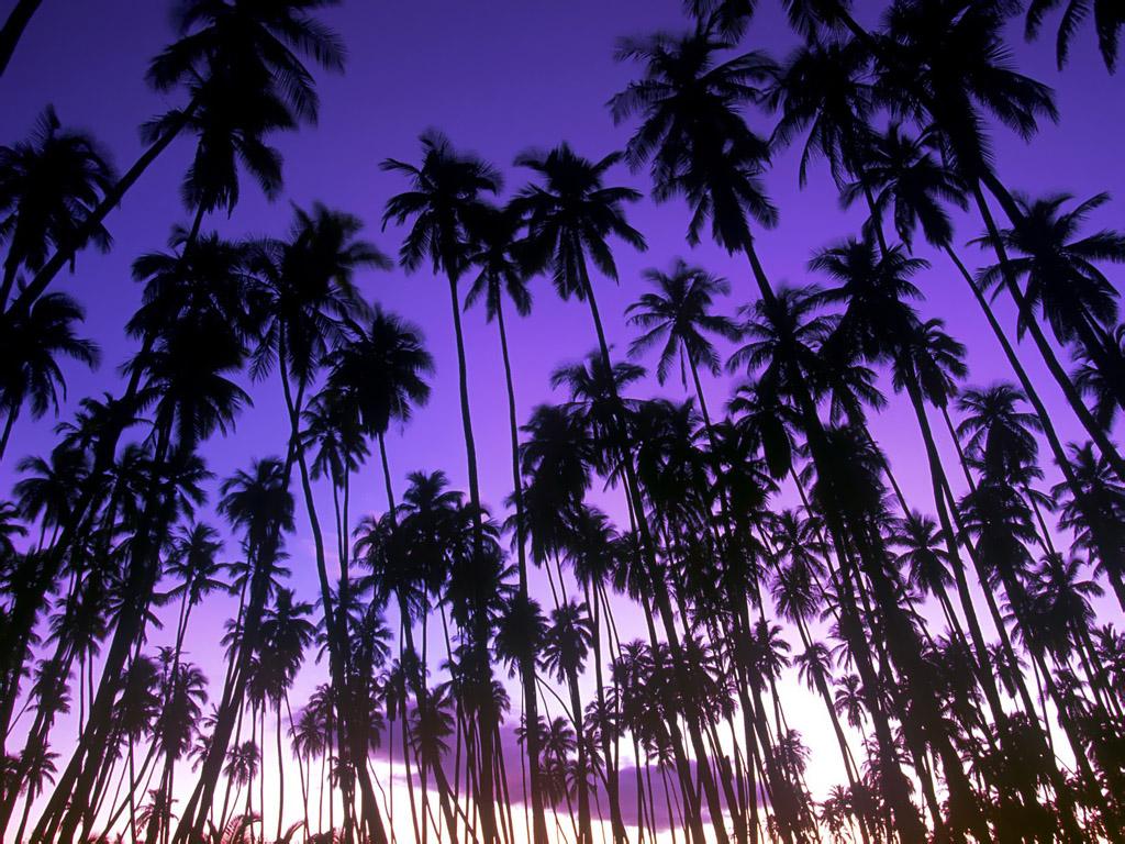 Coconuts On Palm Tree Wallpapers 6