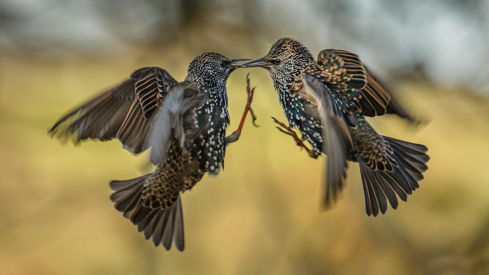 Two brown birds, birds, european starling HD wallpapers