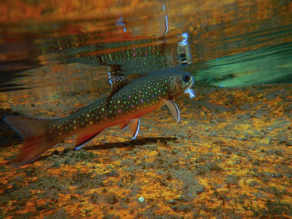 Free download HDWP 50 Trout Wallpapers Trout Collection of