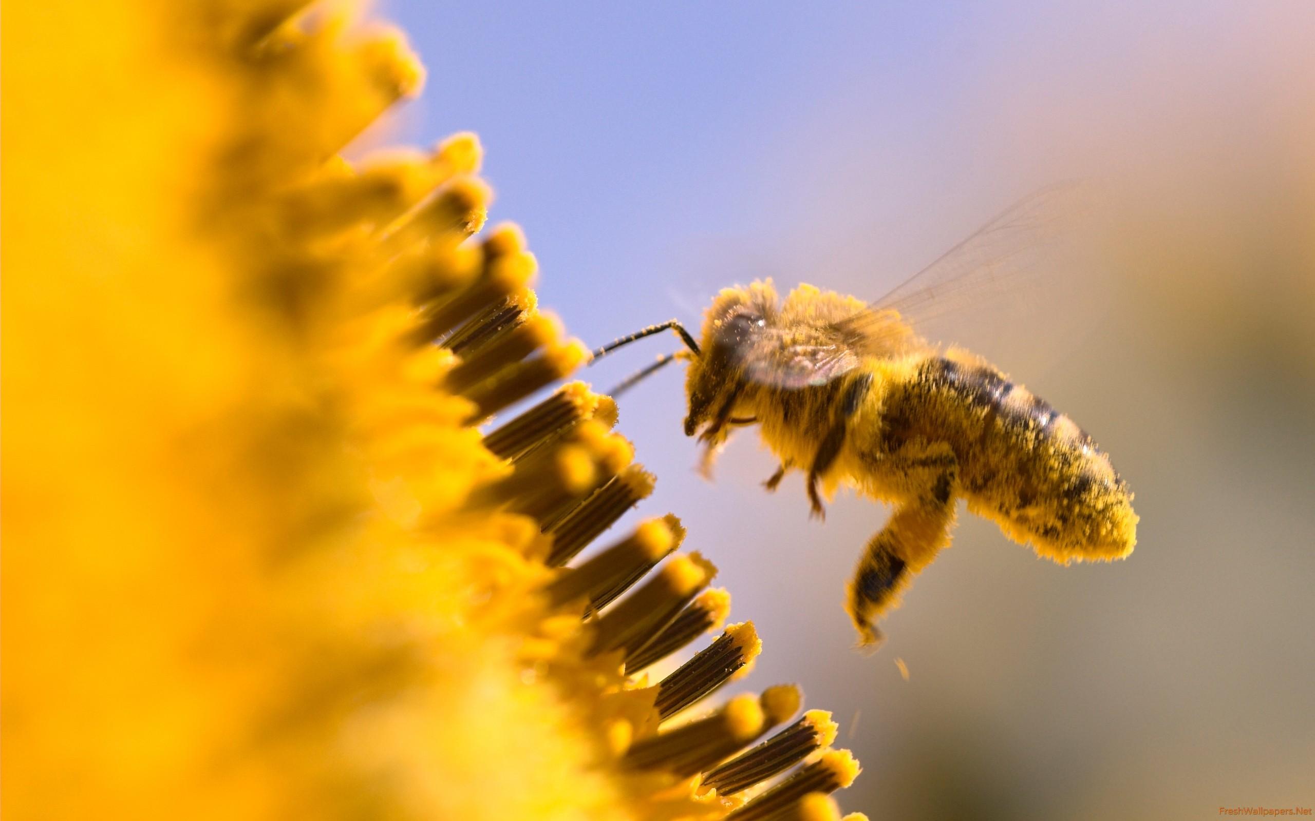 honey bee wallpapers