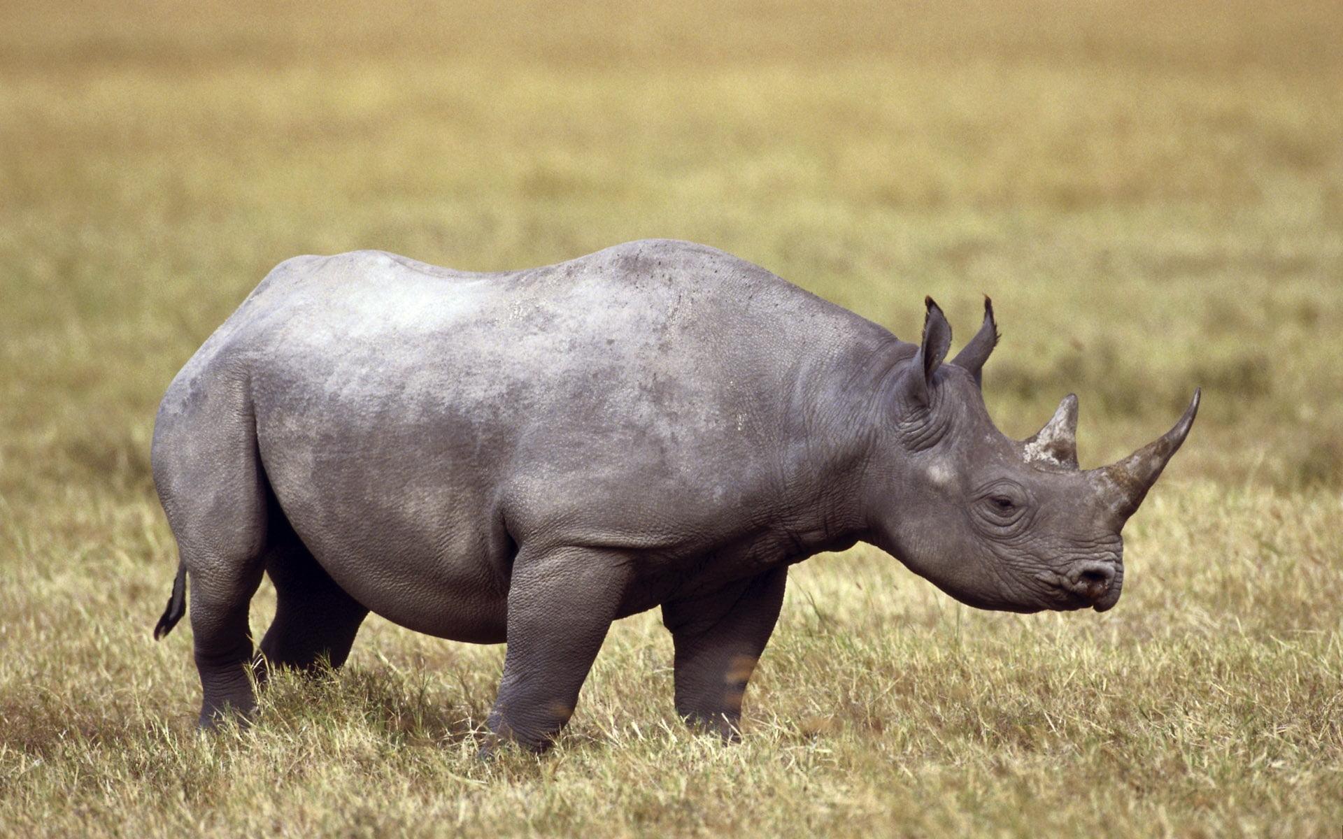 Photo of black rhino in wild HD wallpapers