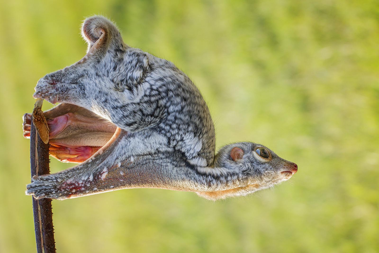 Man Comes Across A Nightmarish Creature And Decides To Pick