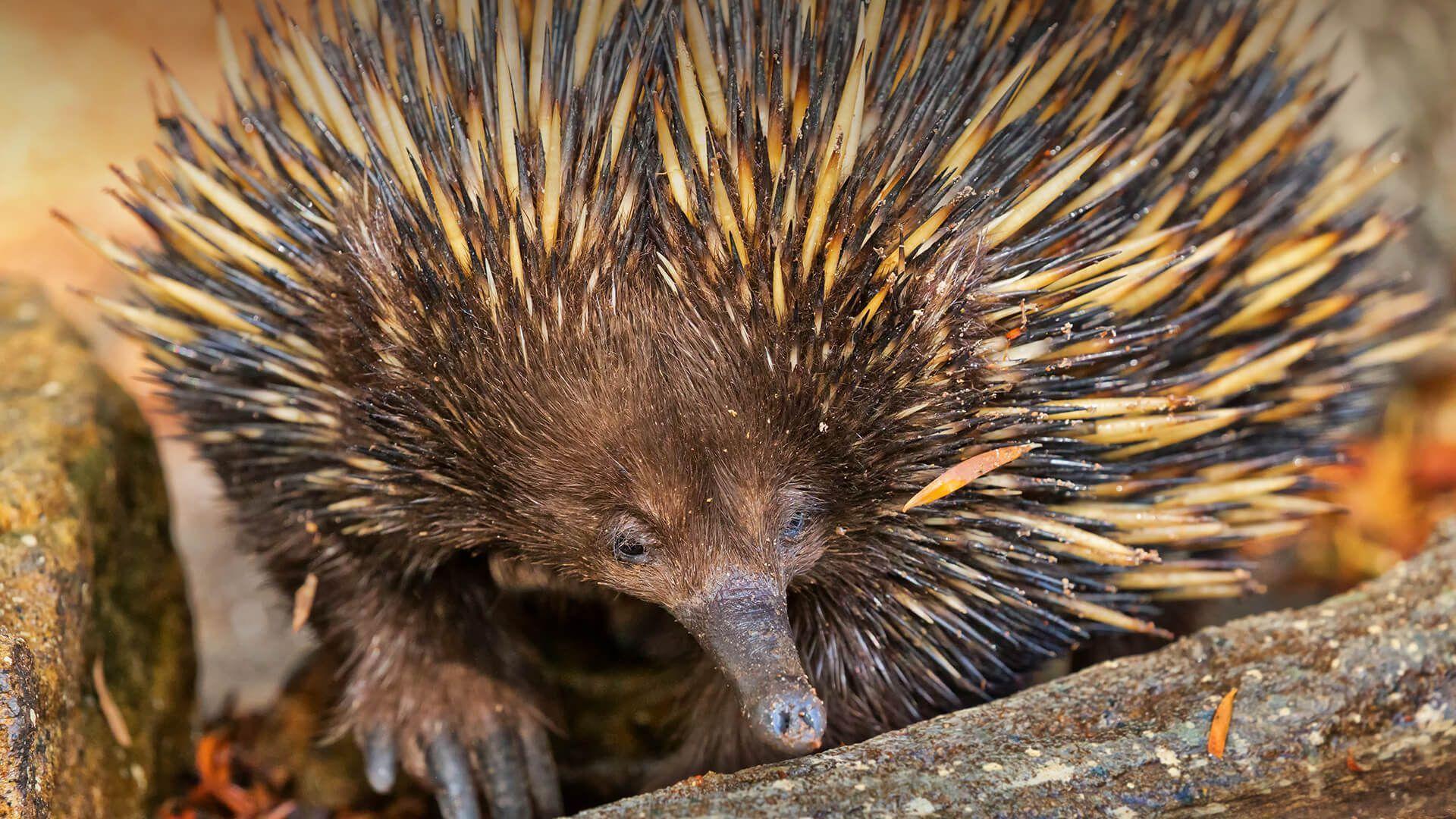 Echidna Free HD Wallpapers Image Backgrounds