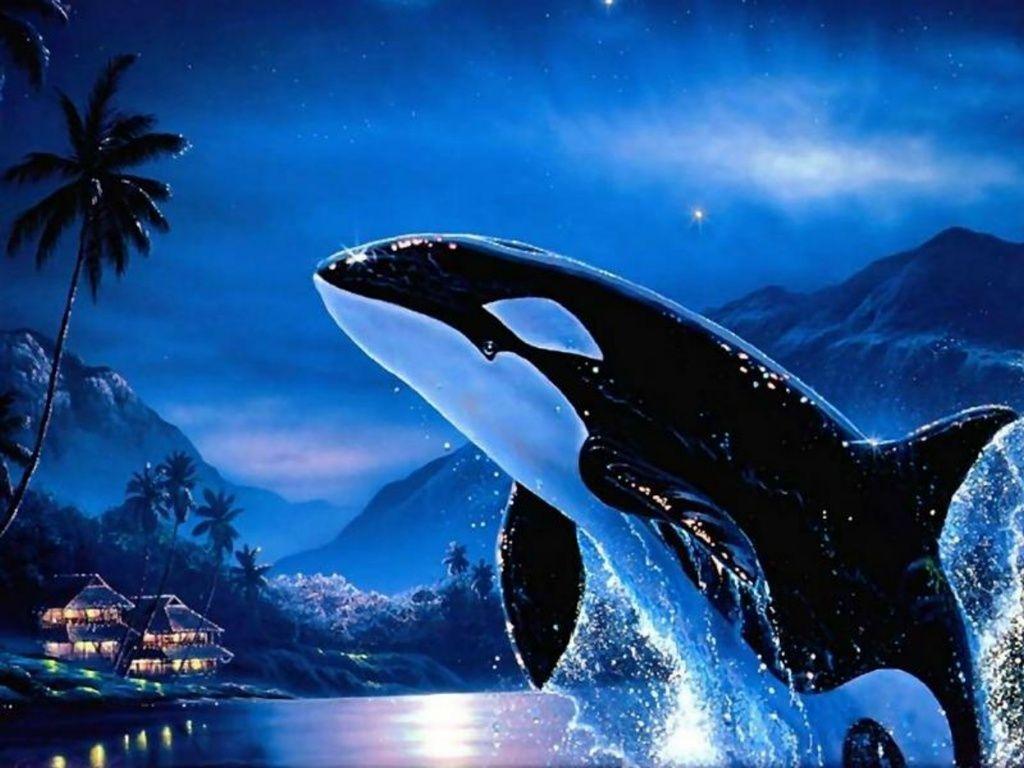 Image For > Orca Wallpapers