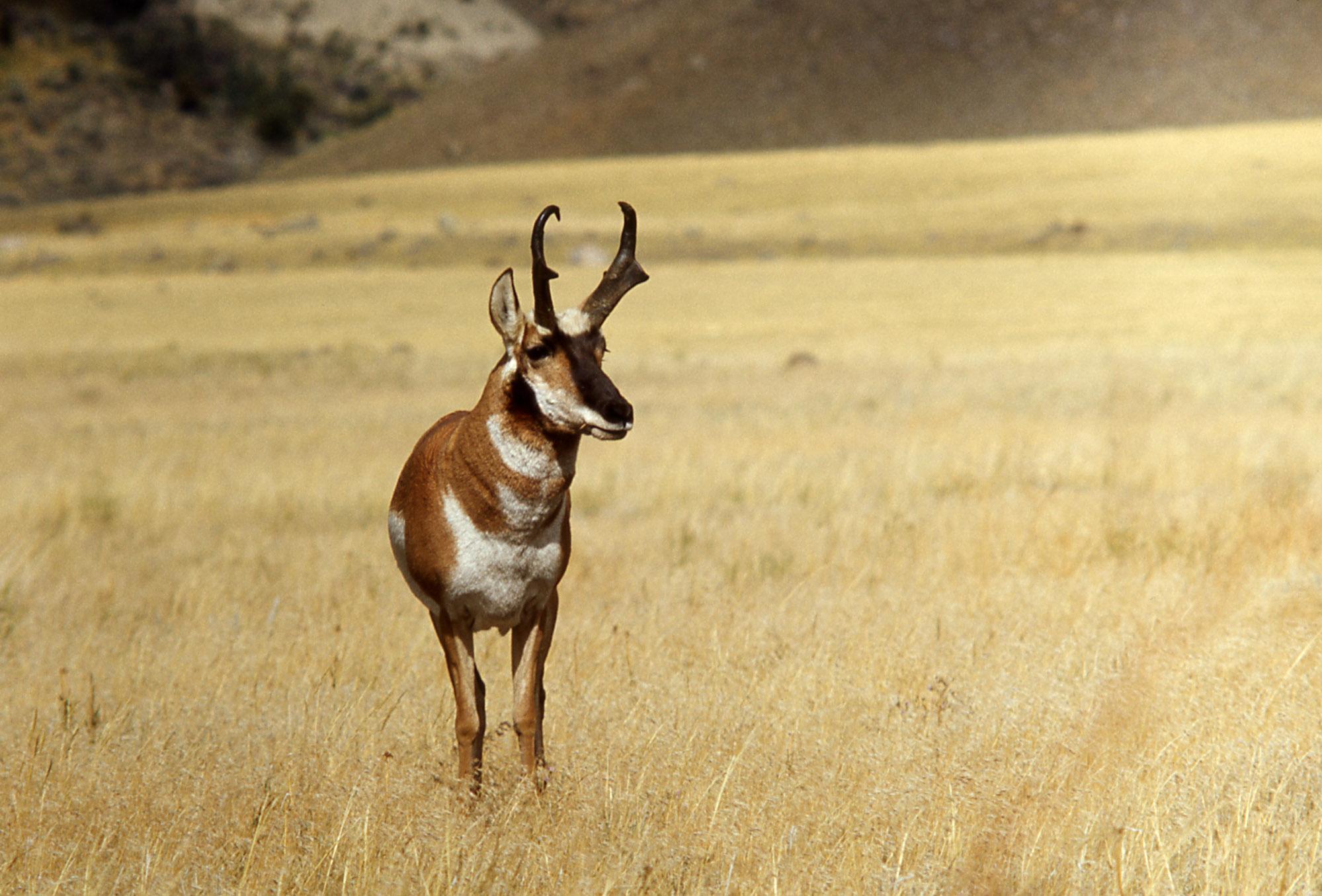 African Antelope