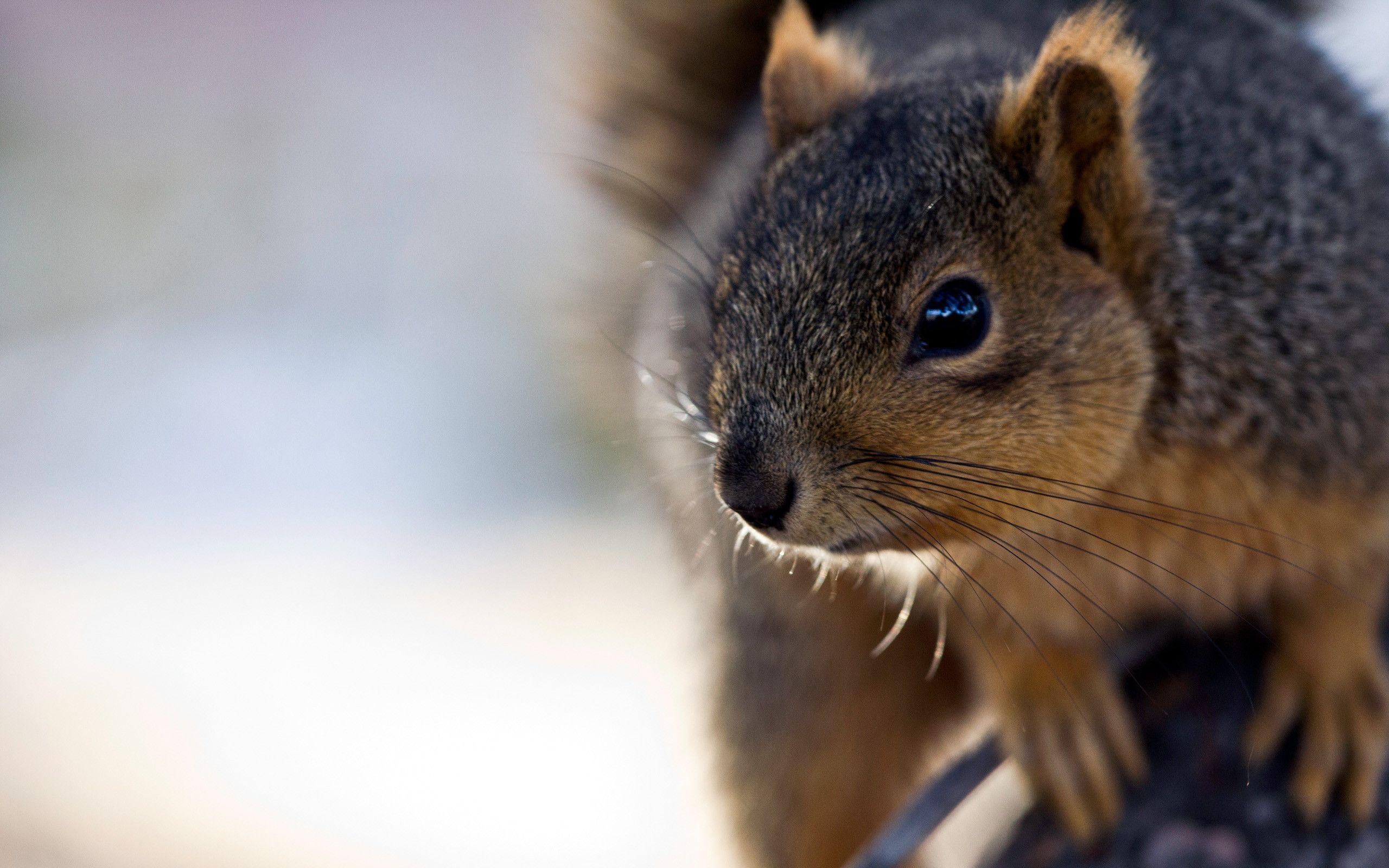 Squirrel wallpapers