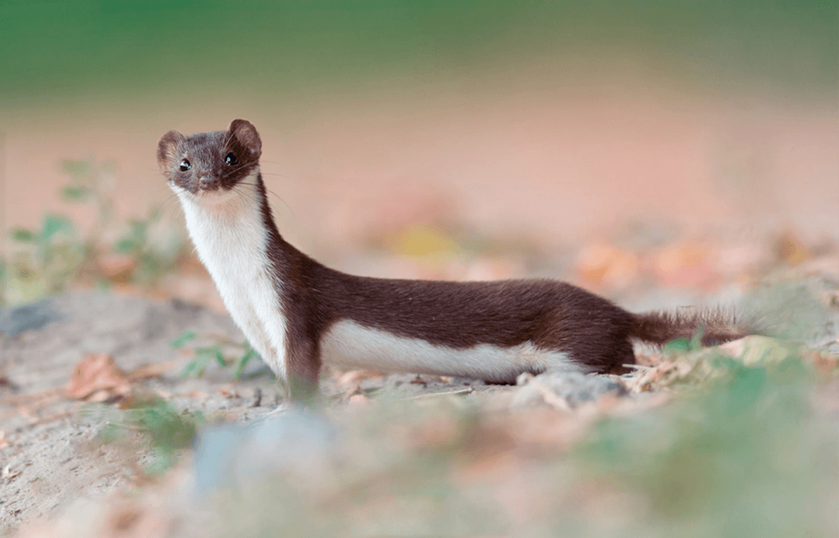 Weasel HD Wallpapers