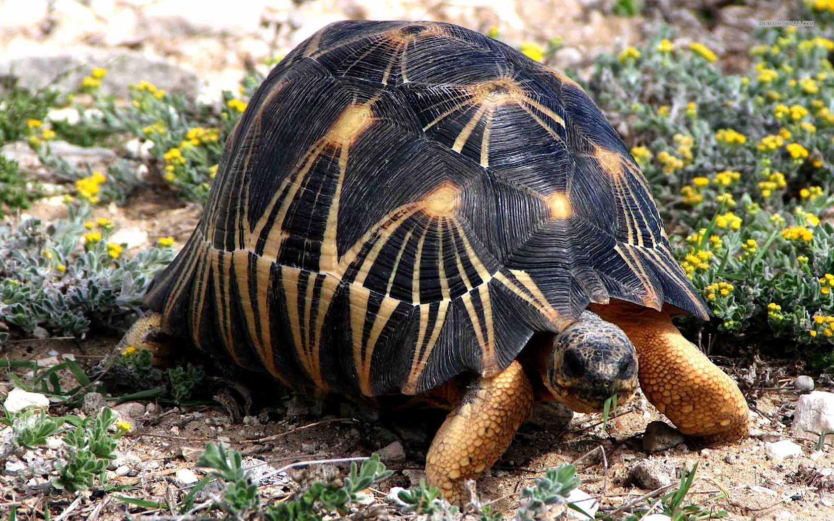 Tortoise Wallpapers for PC