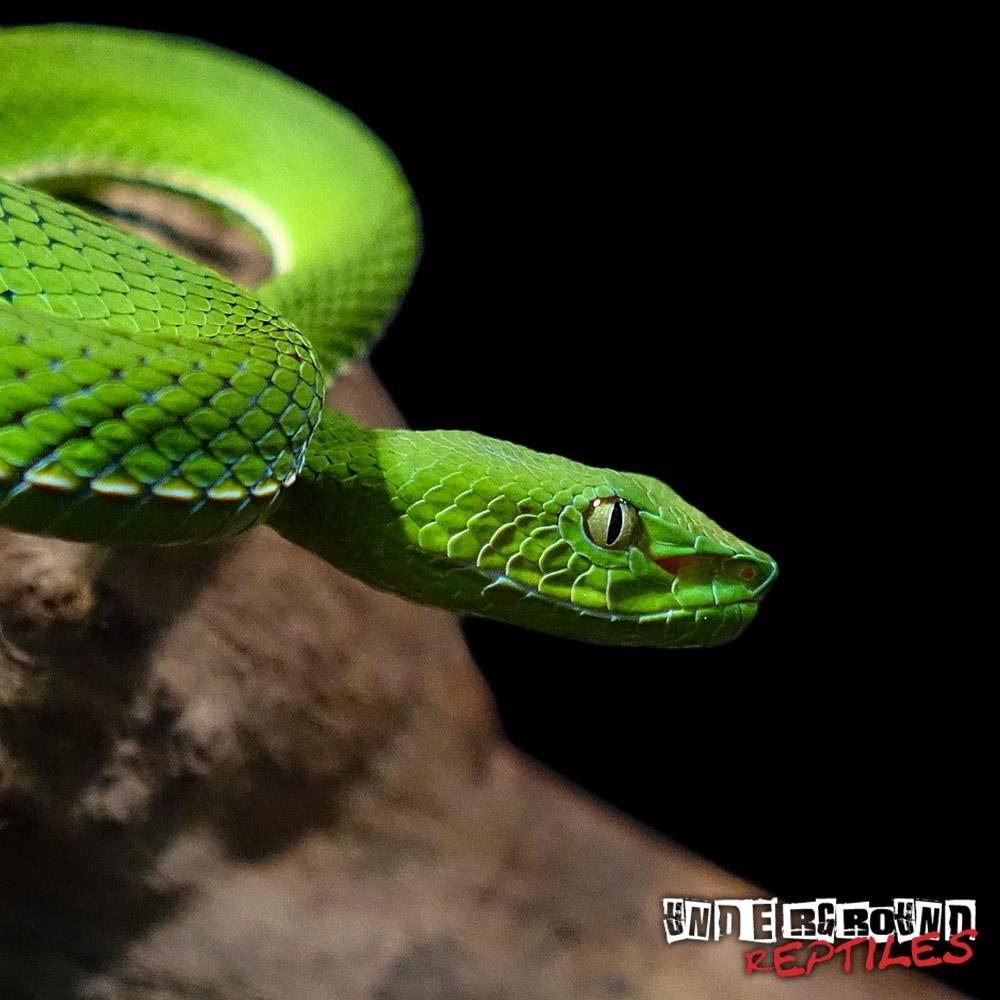 For Sale VOGELI’S BAMBOO PIT VIPER