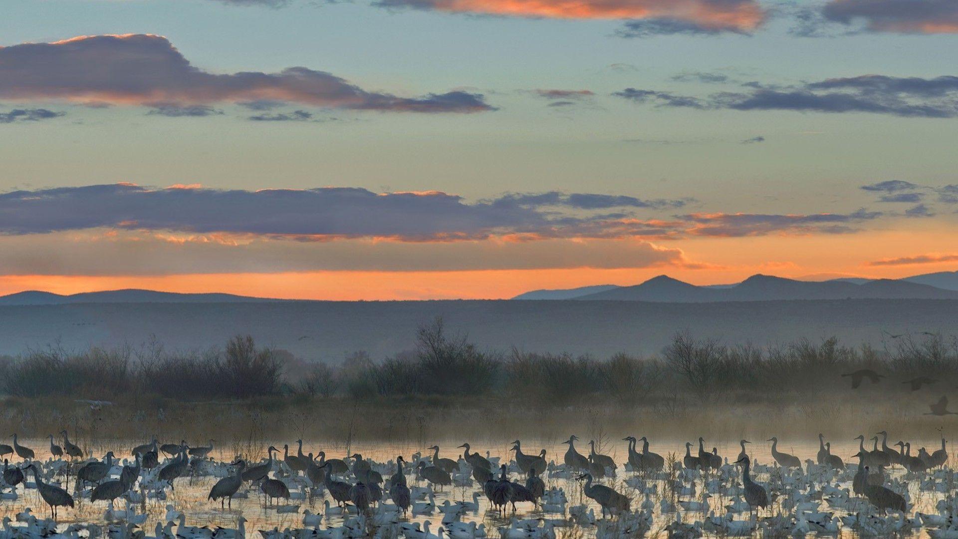 Apache wildlife national cranes new mexico geese wallpapers