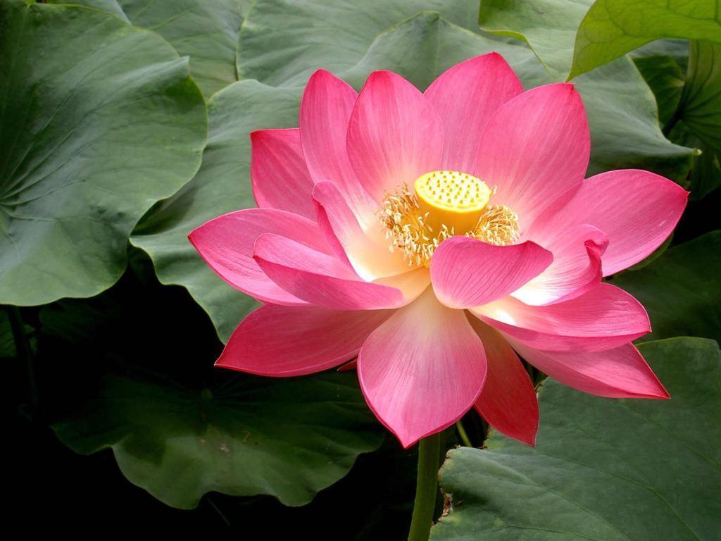 Lotus Flower Pictures Wallpapers