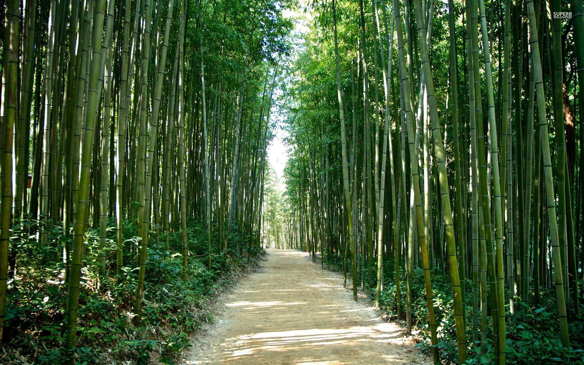 Japan Bamboo forest Wallpapers Elegant Sagano Bamboo forest Japan