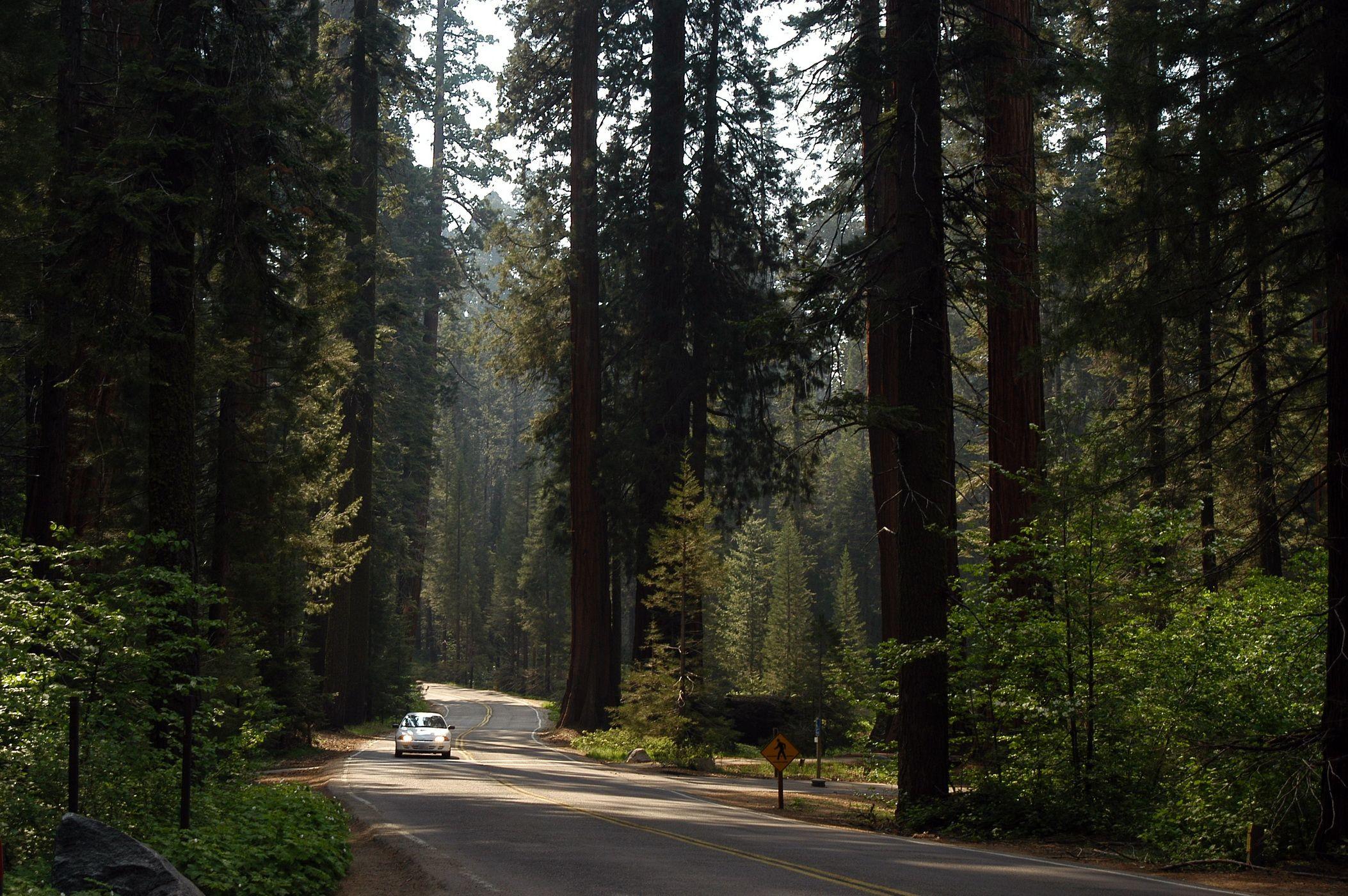 41+ Sequoia National Park Wallpapers, Top Ranked Sequoia National