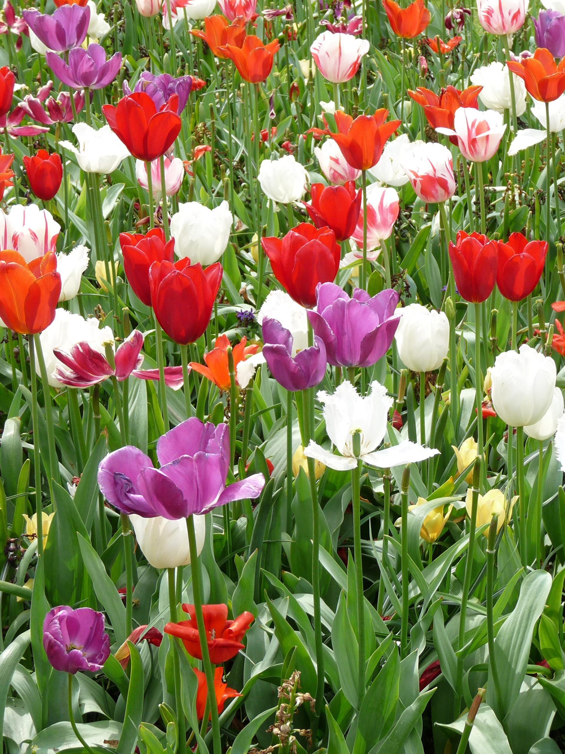 Wallpapers Netherlands Keukenhof Tulips Parks Flowers