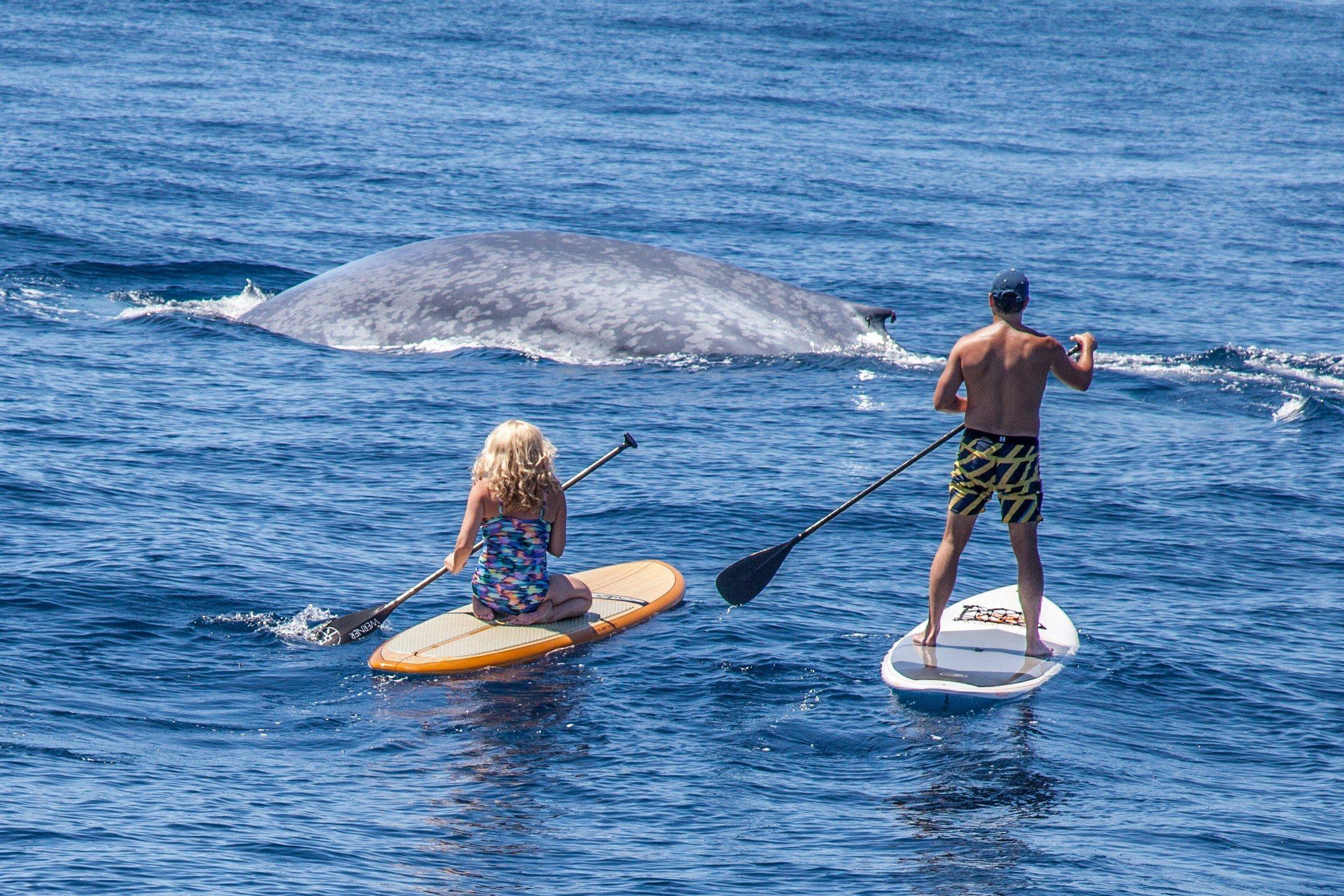 sea blue whale paddle and paddle board hd wallpapers and backgrounds