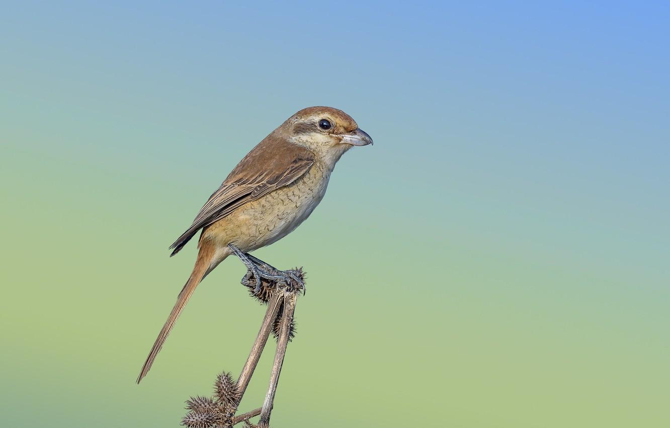 Wallpapers bird, thorn, Isabelline Shrike image for desktop