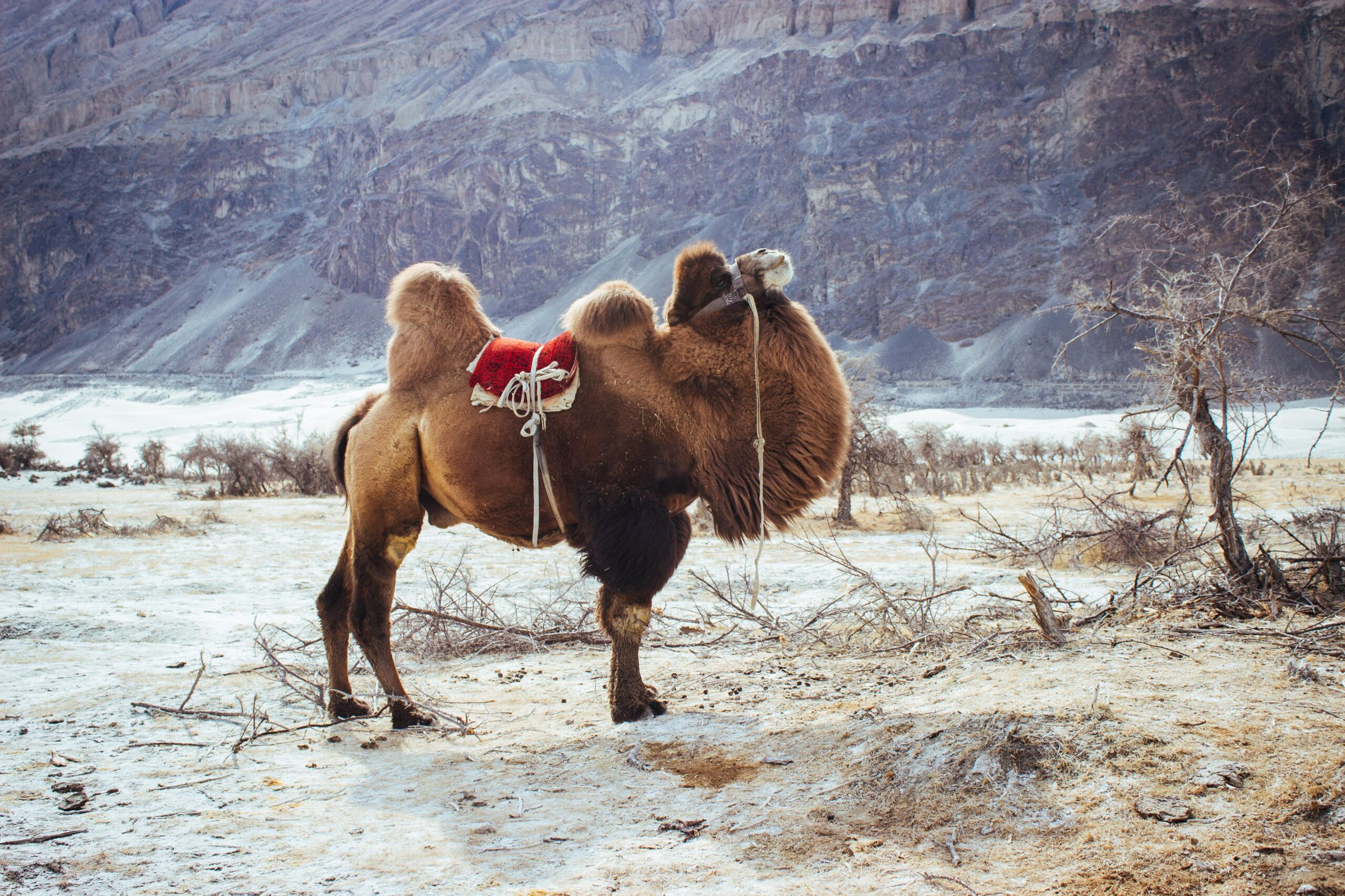 100+ Camel Pictures [HD]