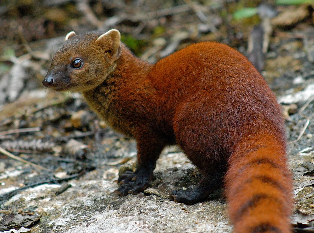 Mongoose Wallpapers High Quality