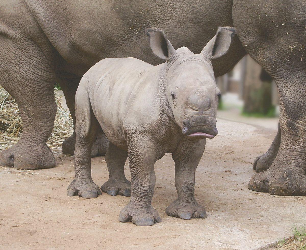 White rhinoceros