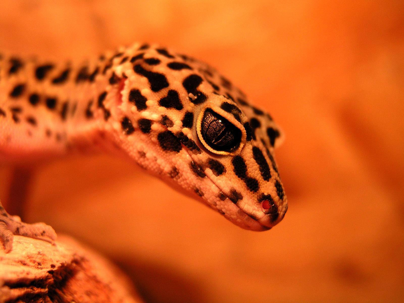 Gecko Wallpapers 4K