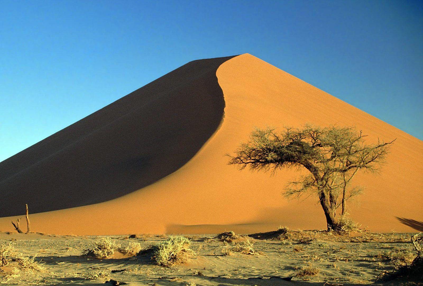 Deserts: Desert Acacia Namib Africa Nature Dunes Sand Namibia Tree