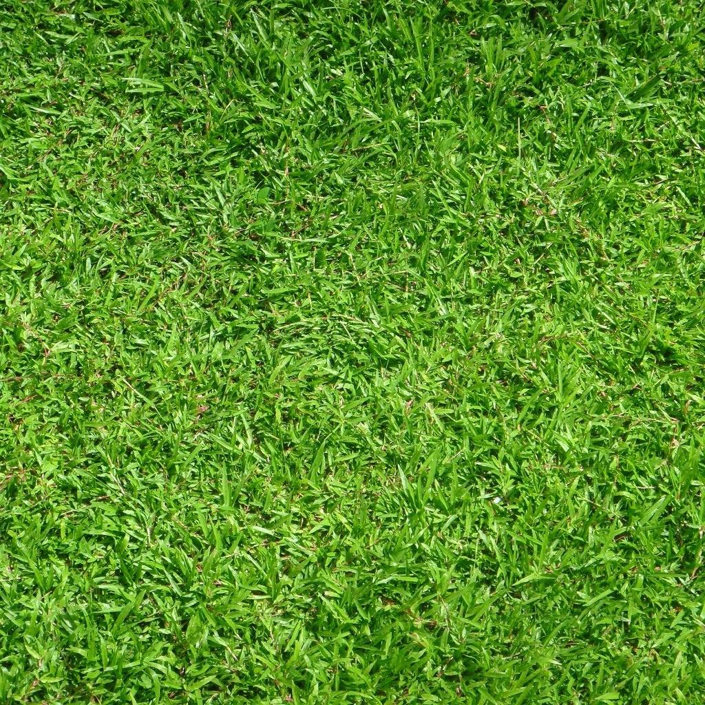 Grass Wallpapers