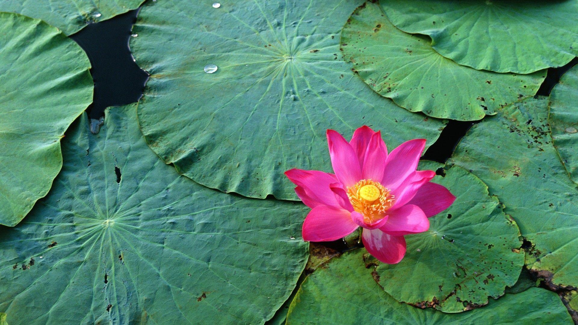 Lotus Flowers Wallpapers HD